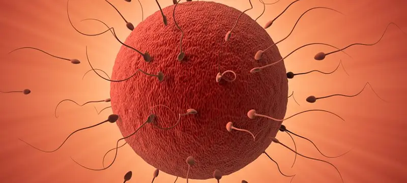 Human ovum being fertilized