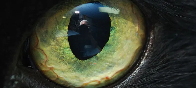Close-up of a human eye